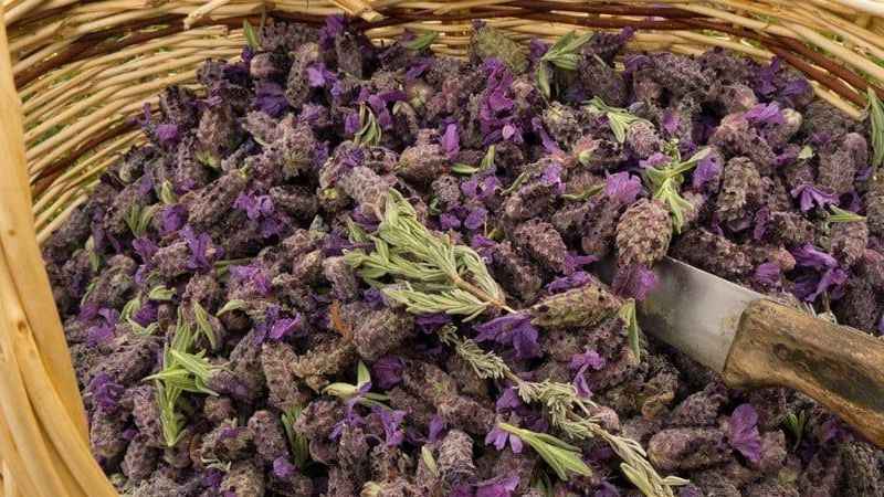 4 Baş ağrısı və miqren - Sinir sistemi - Qaymarit və Sinusit - İmmunitet və tənəffüs - Həzm sistemi.